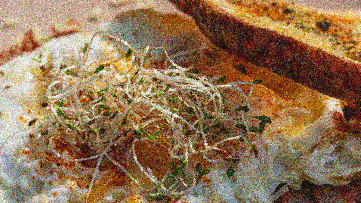 Laced Fried Eggs on Rustic Sourdough