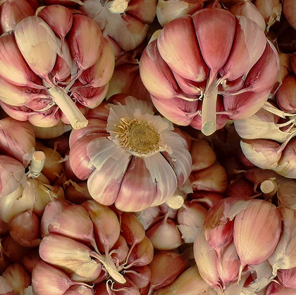 Garlic